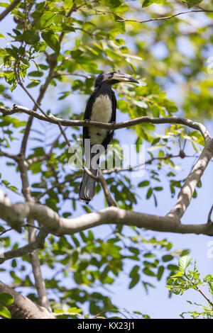 African pied hornbill Tockus fasciatus, erwachsene Männchen, im Kronendach thront, Pirang Forest Park, Gambia im November. Stockfoto