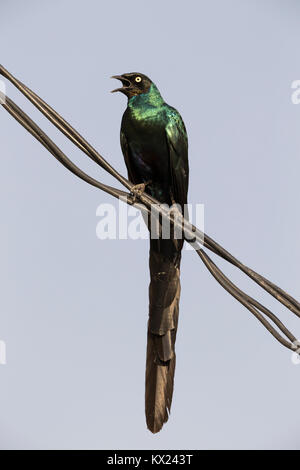 Long-tailed glossy Starling Lamprotornis caudatus, Erwachsener, Singen von Drähten, Gambia, Georgetown im November. Stockfoto