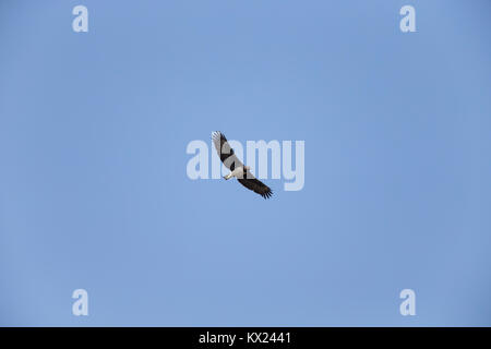 Martial Eagle Polemaetus bellicosus, Erwachsener, hochfliegende gegen den blauen Himmel, Bansang, Gambia im November. Stockfoto