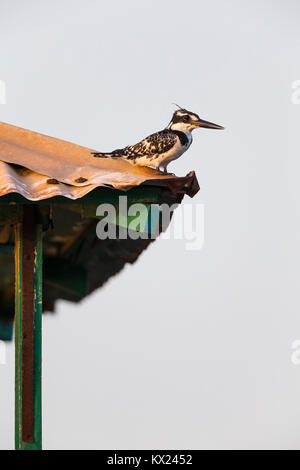 Pied kingfisher Ceryle rudis, Erwachsener, auf Tin Roof thront, Kotu Brücke, Gambia im November. Stockfoto