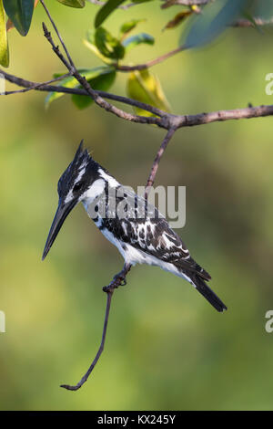 Pied kingfisher Ceryle rudis, Erwachsener, in Mangroven thront, Kotu Brücke, Gambia im November. Stockfoto