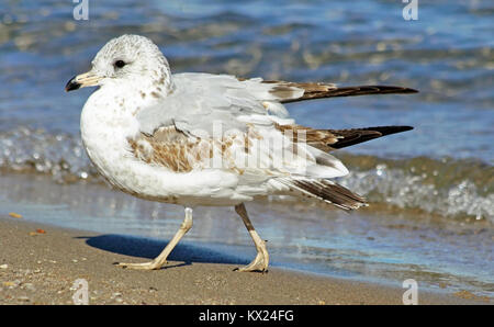 Möwe auf einem sandigen Strand mit schönen sanften Wellen im Hintergrund Stockfoto