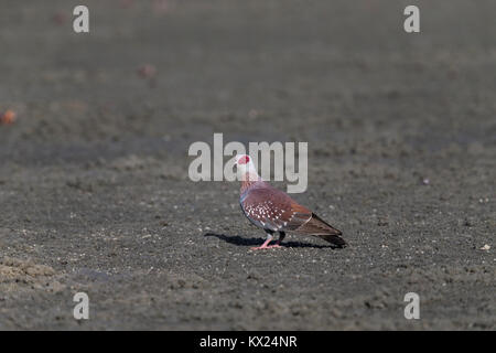 Gefleckte Taube Columba Guinea, Erwachsener, stehend auf sandigem Grund, Hotel Palm Beach, Gambia im November. Stockfoto