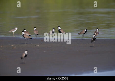 Sporn - winged Kiebitz Vanellus spinosus, Flock, Roosting auf Sandy Island, Hotel Palm Beach, Gambia im November. Stockfoto