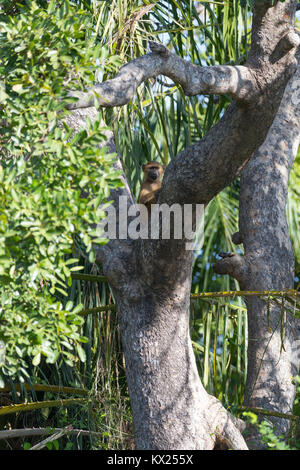 Guniea Pavian Papio papio, sitzen im Baum, Gambia River, Georgetown, Gambia im November. Stockfoto