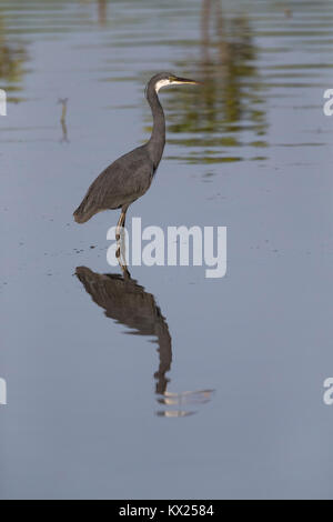 Western Reef seidenreiher Egretta gularis, Erwachsene dunkle Morph, im flachen Wasser stehen, Kotu Brücke, Gambia im November. Stockfoto