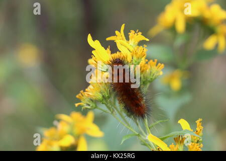 Caterpillar Fütterung auf Garten Blumen Stockfoto