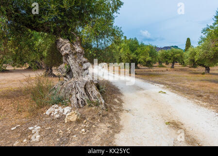 Olivenbäume. Mediterrane Olivenhain mit alten Olivenbäumen. Insel Zakynthos, Griechenland. Stockfoto