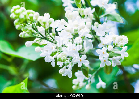 Weiß lila Blumen, Makro Foto, selektive konzentrieren. Blühende waldige Pflanze im Sommer Garten Stockfoto