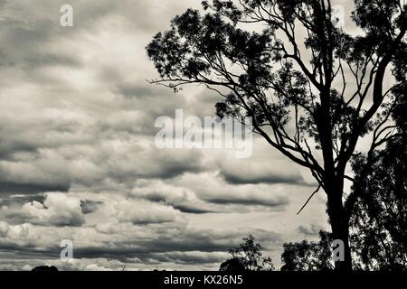 Dramatische schwarz-weiß Bilder von Australien, Dezember, Queensland, Australien Stockfoto