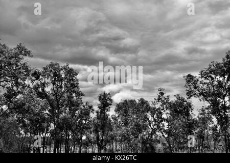 Dramatische schwarz-weiß Bilder von Australien, Dezember, Queensland, Australien Stockfoto