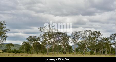 Ländliche Szenen aus dem australischen Landschaften, Queensland, Australien Stockfoto