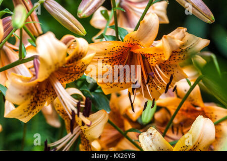 Lily, Lilien, Lilium' Evina' Stockfoto