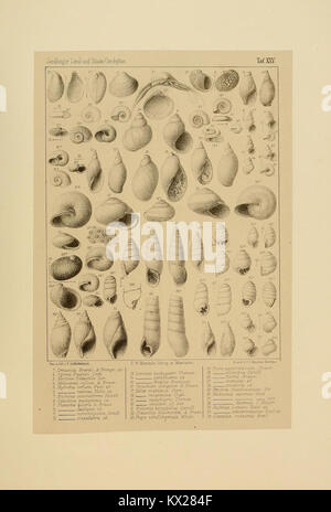„Die Land- und süsswasser Conchylien der Vorwelt“ ist eine detaillierte Arbeit über prähistorische Land- und Süßwasserschalen, die die Erforschung alter Weichtierarten und Paläontologie unterstützt. Stockfoto