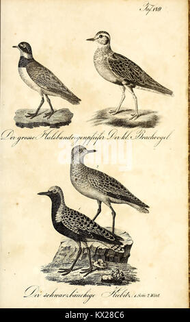 Diese Illustration aus „die Naturgeschichte“ zeigt verschiedene Tierarten mit detaillierten wissenschaftlichen Beschreibungen, die als Referenz für naturhistorische Studien und Wildtierbeobachtungen dienen. Stockfoto