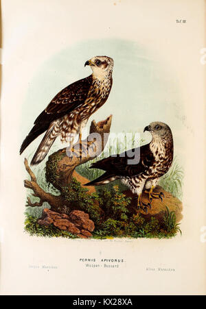 Die raubvögel Deutschlands und des angrenzenden Mitteleuropas (PL. III) (20704677783) Stockfoto