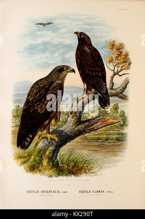 Die raubvögel Deutschlands und des angrenzenden Mitteleuropas (PL. XXXIX) (21299682446) Stockfoto