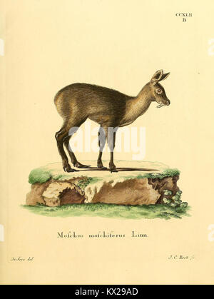 Dieses Bild aus „die Säugethiere in Abbildungen nach der Natur“ zeigt die Platte CCXLII.B, die eine bestimmte Säugetierart in der Natur darstellt. Die detaillierte Beschreibung hilft bei der wissenschaftlichen Untersuchung und Klassifizierung. Stockfoto
