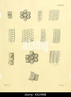 Die Platte LXXVI aus „die Säugthiere in Abbildungen nach der Natur“ zeigt verschiedene Säugetierarten mit detaillierten Naturdarstellungen und beschreibenden Anmerkungen. Stockfoto