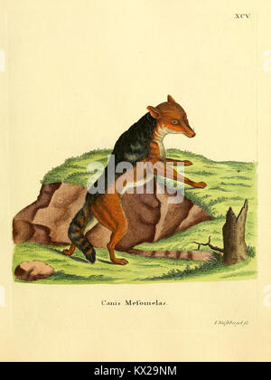 Platte XCV aus „die Säugthiere in Abbildungen nach der Natur“ zeigt Säugetiere mit genauen Abbildungen und beschreibenden wissenschaftlichen Anmerkungen. Stockfoto