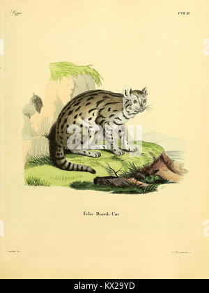 Die Illustration aus „die Säugetiere in Abbildungen nach der Natur“ zeigt eine Säugetierart mit naturalistischer Darstellung und beschreibendem Text für Säugetierstudien. Stockfoto