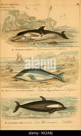 Platte XIII aus der „vollstaendigsten Naturgeschichte der Voegel“ zeigt Vogelarten mit detaillierter Untersuchung von Anatomie, Verhalten und Klassifizierung, die die Ornithologie des 19. Jahrhunderts widerspiegelt. Stockfoto