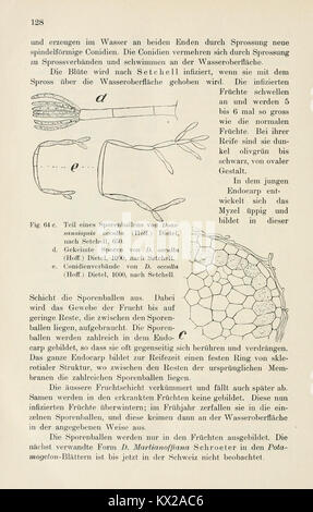 Beiträge zur Kryptogamenflora der Schweiz (Seite 128) BHL 4966584 Stockfoto