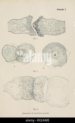 Beiträge zur Kryptogamenflora der Schweiz BHL 4966379 Stockfoto