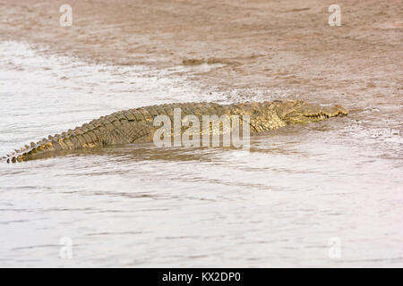 Mugger Crocodile auf der Kabini River in Nagerhole Nationalpark in Indien Stockfoto