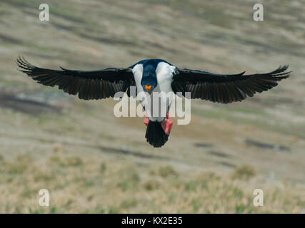 König Kormoran (Phalacrocorax atriceps) Landung mit ausgestreckten Flügeln, Falkland Inseln Stockfoto