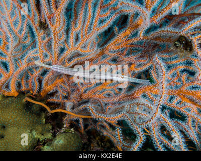 Juvenile Trompetenfisch versteckt in einer Gorgonie seafan. Stockfoto