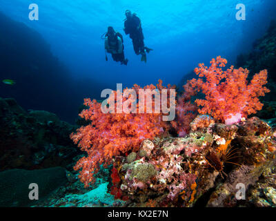 Rote Korallen mit Taucher Stockfoto