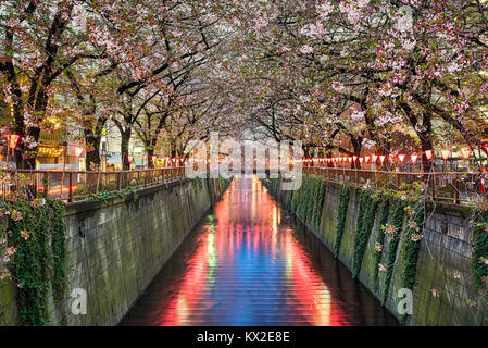 Cherry Blossom Bäume in der Nacht in Tokio, Japan. Stockfoto