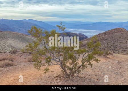 Kreosot bush (Larrea tridentata) im Death Valley National Park, California, United States. Stockfoto