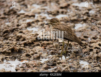 Wasser mit dickem Knie oder Wasser (Burhinus dikkop vermiculatus) iduring der Regen in der Serengeti Stockfoto