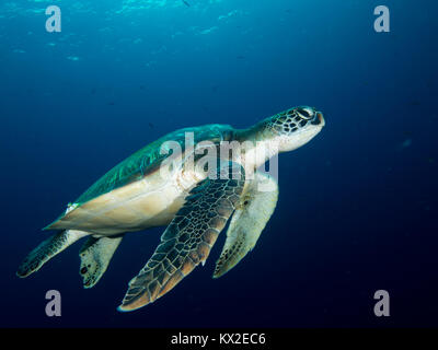 Grüne Meeresschildkröten schwimmen Stockfoto