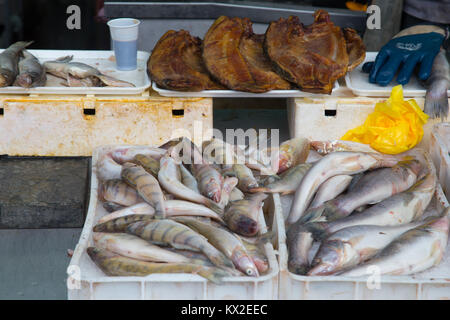 Frischen Zander/zander Fisch aus Donau auf einem Markt in Zemun, Belgrad, Serbien verkauft Stockfoto