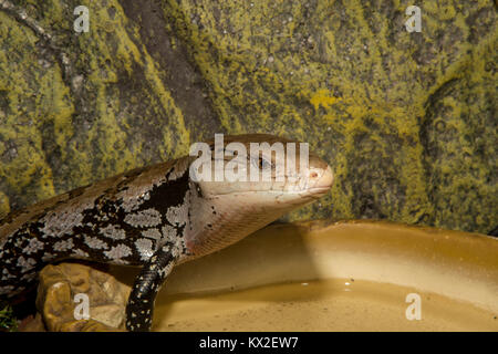 Australischen Blue Tongued Skink Tiliqua scincoides, Stockfoto