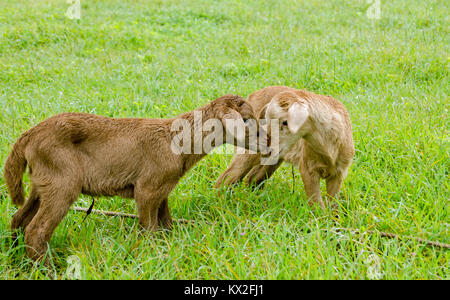 Zwei neue geborenen Lämmer einander im nassen Gras einer Weide in Tobago, Trinidad und Tobago liebkosen. Die Geschwister schwarz Bauch Schafe wurden vor kurzem geboren. Stockfoto