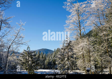 Szene Winter mit Eis bedeckt Zweige im Mt Hood National Forest Stockfoto