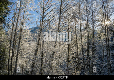 Szene Winter mit Eis bedeckt Zweige im Mt Hood National Forest Stockfoto