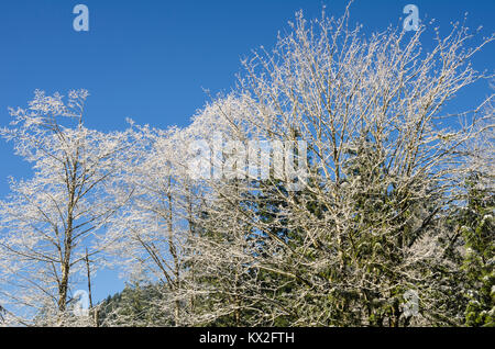 Szene Winter mit Eis bedeckt Zweige im Mt Hood National Forest Stockfoto