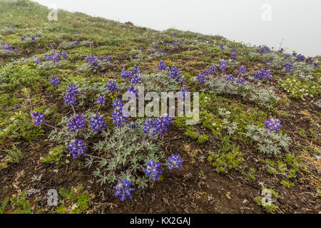 Zwerg, Alpine Lupine Lupinus Fuchsjagd var. lobbii, Bergwiese auf dem Berg Townsend im Buckhorn Wildnis, Olympic National Forest, Washington S Stockfoto