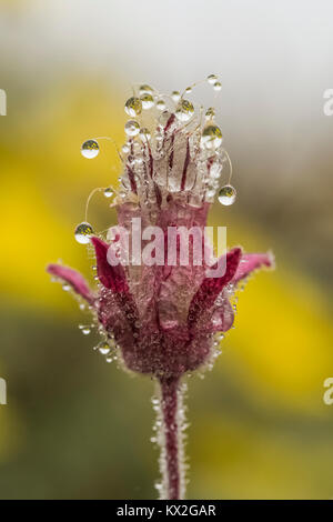 Lila Avens, Geum triflorum, aka Praire Rauch, in eine Almwiese auf dem Berg Townsend im Buckhorn Wildnis, Olympic National Forest, Washington Stockfoto