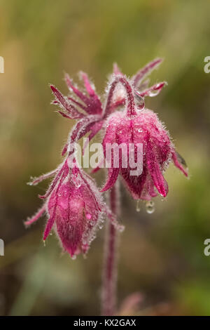 Lila Avens, Geum triflorum, aka Praire Rauch, in eine Almwiese auf dem Berg Townsend im Buckhorn Wildnis, Olympic National Forest, Washington Stockfoto