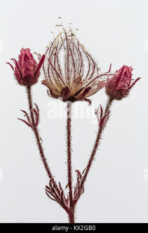 Lila Avens, Geum triflorum, aka Praire Rauch, in eine Almwiese auf dem Berg Townsend im Buckhorn Wildnis, Olympic National Forest, Washington Stockfoto