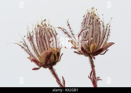 Lila Avens, Geum triflorum, aka Praire Rauch, in eine Almwiese auf dem Berg Townsend im Buckhorn Wildnis, Olympic National Forest, Washington Stockfoto