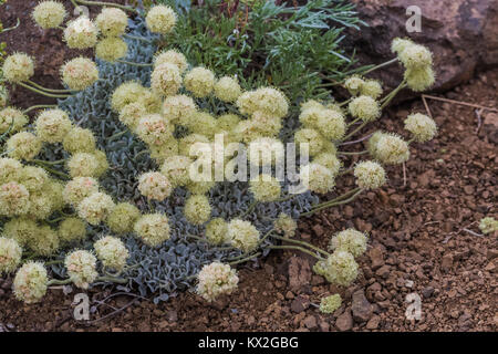 Oval blatt Buchweizen, Eriogonum ovalifolium, aka Kissen Buchweizen, auf dem Berg Townsend im Buckhorn Wildnis, Olympic National Forest, Washington S Stockfoto