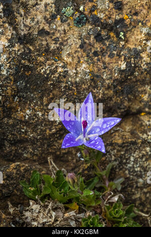 Olympischen Glockenblume, Campanula piperi, eine Wildflower endemisch auf die olympischen Berge und einen Teil von Vancouver Island, die in den felsigen Lebensraum auf Mount Townsend ich Stockfoto