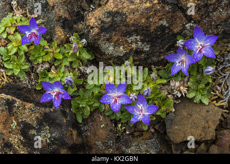 Olympischen Glockenblume, Campanula piperi, eine Wildflower endemisch auf die olympischen Berge und einen Teil von Vancouver Island, die in den felsigen Lebensraum auf Mount Townsend ich Stockfoto